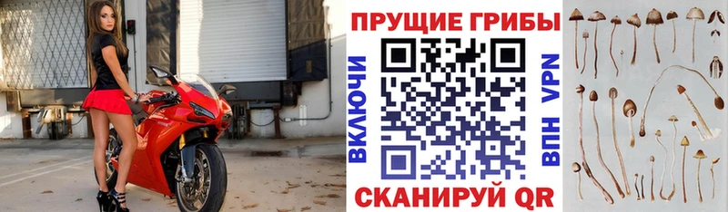 Псилоцибиновые грибы MAGIC MUSHROOMS  хочу наркоту  Каргополь 